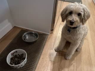 Waiting patiently to eat his food.