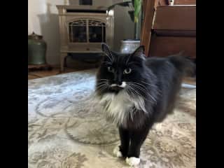 Black cats are hard to photo!