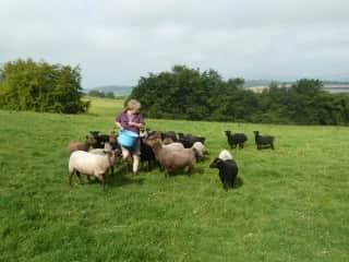 our shetland sheep