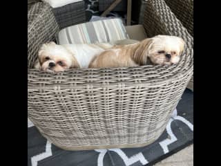 Marlie and Mia love being on the patio.