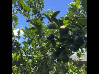 Our mandarin tree - help yourself!