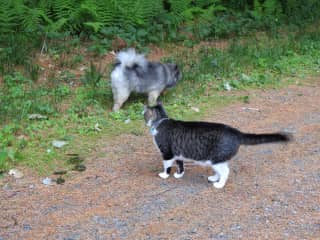 Joko and Kiddywhiskers walking with each other.