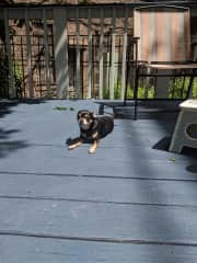 Toostie on the deck