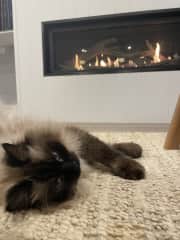 Sugar curled up at my friend's place in Sydney.