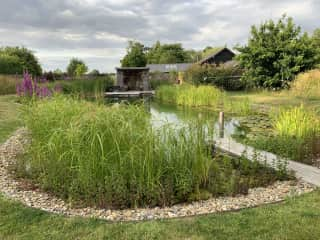 Garden with natural swimming pond in East Anglia