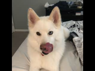 He loves the bed! and snacks