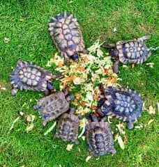 Tortoise feeding frenzy!
Brockweir
Wye Valley UK 2021