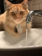 Merlin demanding faucet water in the downstairs bathroom.