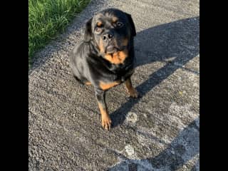 Bracken, my Landlady’s Rottie, who we looked after when her Mum was rushed into hospital, ready for her walk…