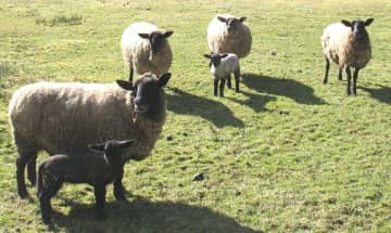 Ewes with baby lambs