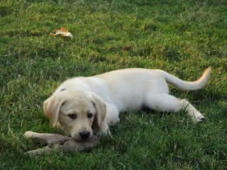 Lilly at 3 months old