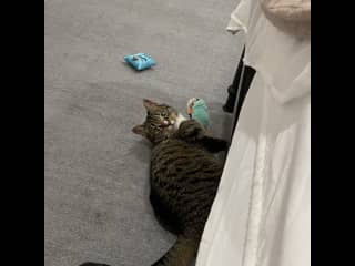 Very chatty. Loves company.