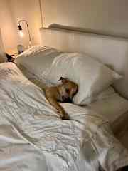 My mom rescued me from the streets of Mexico and now I sleep in my parents bed every night