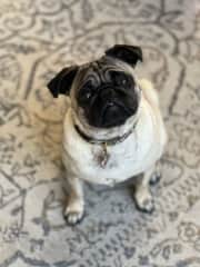 Tallulah!