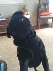 I looked after 'Groover' in my home while his family went on a getaway. Max was not that impressed.