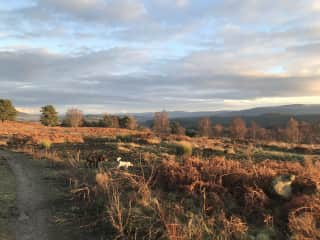 This hill is a short walk (relatively) from our house.  If there are no cattle out then it is a great place to just run free.