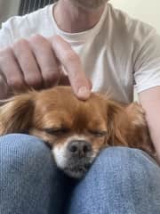 Mabel enjoying some lap time