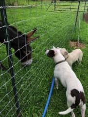 Luke, the donkey.
Dolly, the white and black geriatric pit.
Poppy, the fluffy terrier.