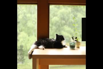 Castro hanging out in the office! Best windows and natural light in this room