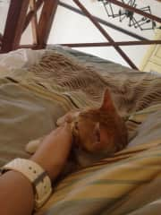 nap time with a Mr. Malcolm (a friend of mines kitten that I took care of while he was on holidays!