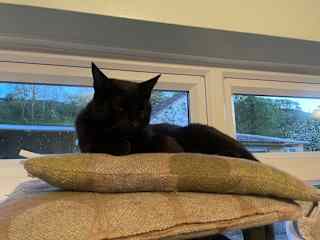 I'm essentially an outdoor cat - I'm only allowed in the utility room where I like to sleep & eat. I am really very friendly after I had a fractured jaw & had to stay inside when I was 1yr old. I really like cuddles.