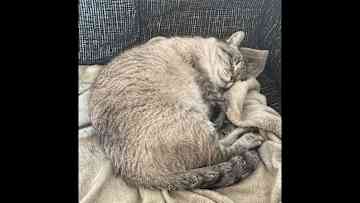 Now he is going through a chemotherapy treatment