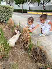 My daughters feed the rabbits