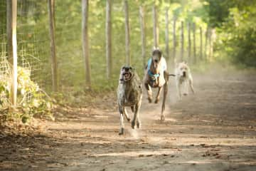 Racing in the dog park