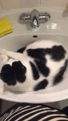 This is Sir Robin, my cow cat. Snuggler extraordinaire. He loves a drink of water from the sink, or just makes it his bed.