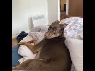I learnt how to chill out from my whippet sister!
