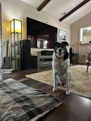 Cal in living room