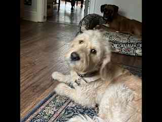 Dougie taking centre stage and Bobbi B in background.
