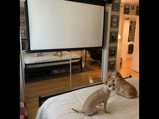 Dexter and Rosie would love to snuggle up with you while you watch a movie or show on the pull-down projector screen!