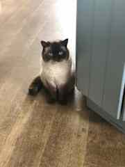 Always hungry, fractionally disabled, can’t jump up for food so expects to be lifted