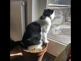 Storm loves to be outdoors. and when it's too cold he likes to pretend that he is outdoors.