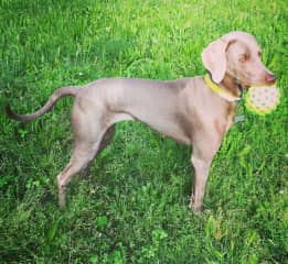 She loves playing with the ball !