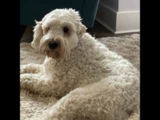 This is Bella, easy going, loves a cuddle, great temperament.