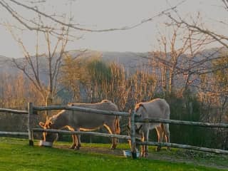 Orazio and Pandora at sunset in their paddock