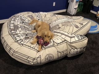 Rey piloting the Millennium Falcon