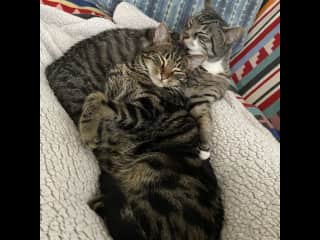 Brothers that snuggle
