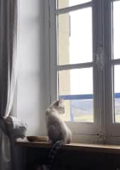 Ella in the bedroom window