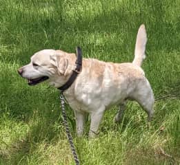 Speedy, my first official housesit. Speedy walks for an hour twice a day. He is a very well looked after dog and it was such a pleasure to look after Speedy.