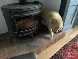 Alfie likes to lounge in the fireplace