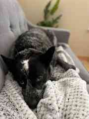 Sly snuggling on the couch.