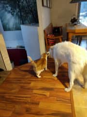 Nanuk and Shirkhan. Carnwood Canada