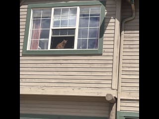 My “guard cat”