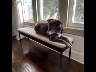 The pups' favorite perch
