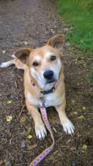 Lady the lady street dog home in Scotland