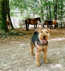 Monty and I housesitting in The New Forest, Summer 2022.