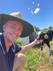 Greg working with calves in a dairy farm in NSW